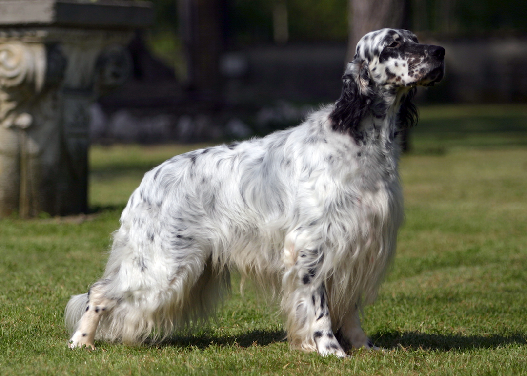 #56. English setter (tie)